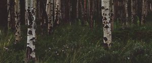 Preview wallpaper birchs, forest, trees, grass, summer