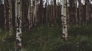 Preview wallpaper birchs, forest, trees, grass, summer