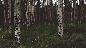 Preview wallpaper birchs, forest, trees, grass, summer