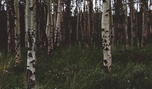 Preview wallpaper birchs, forest, trees, grass, summer