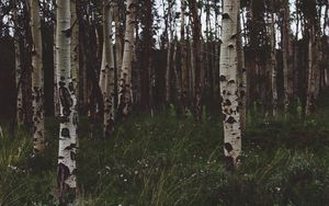 Preview wallpaper birchs, forest, trees, grass, summer