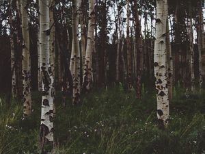 Preview wallpaper birchs, forest, trees, grass, summer