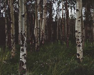 Preview wallpaper birchs, forest, trees, grass, summer
