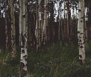 Preview wallpaper birchs, forest, trees, grass, summer