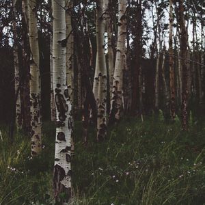 Preview wallpaper birchs, forest, trees, grass, summer