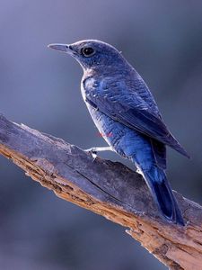 Preview wallpaper bird, animal, trunk