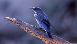 Preview wallpaper bird, animal, trunk