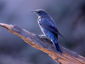 Preview wallpaper bird, animal, trunk