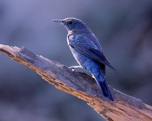 Preview wallpaper bird, animal, trunk