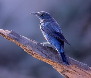 Preview wallpaper bird, animal, trunk