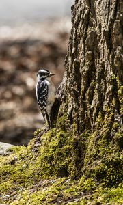 Preview wallpaper bird, bark, moss