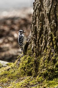 Preview wallpaper bird, bark, moss