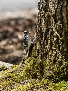 Preview wallpaper bird, bark, moss