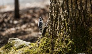 Preview wallpaper bird, bark, moss