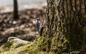 Preview wallpaper bird, bark, moss