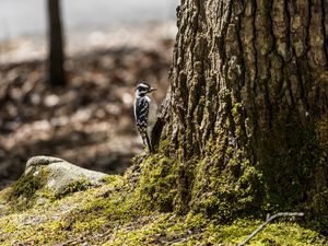 Preview wallpaper bird, bark, moss