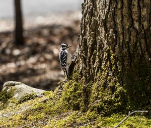 Preview wallpaper bird, bark, moss