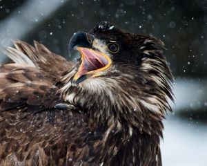 Preview wallpaper bird, beak, aggression, feathers