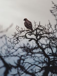 Preview wallpaper bird, beak, branch, feathers