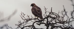 Preview wallpaper bird, beak, branch, feathers