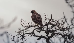 Preview wallpaper bird, beak, branch, feathers