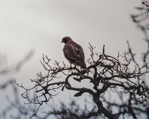 Preview wallpaper bird, beak, branch, feathers
