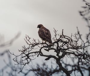 Preview wallpaper bird, beak, branch, feathers