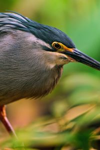 Preview wallpaper bird, beak, branch, sit