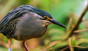 Preview wallpaper bird, beak, branch, sit