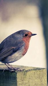 Preview wallpaper bird, beak, color, surface