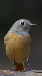 Preview wallpaper bird, beak, color, background