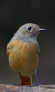 Preview wallpaper bird, beak, color, background