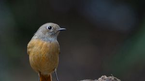 Preview wallpaper bird, beak, color, background