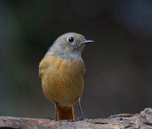 Preview wallpaper bird, beak, color, background