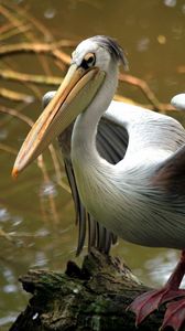 Preview wallpaper bird, beak, color, river