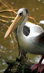 Preview wallpaper bird, beak, color, river