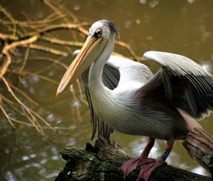 Preview wallpaper bird, beak, color, river