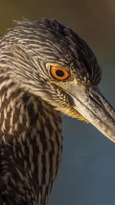 Preview wallpaper bird, beak, color, background