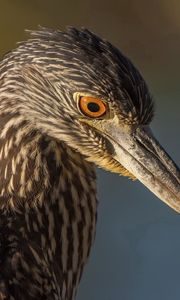 Preview wallpaper bird, beak, color, background