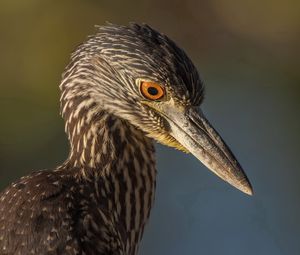 Preview wallpaper bird, beak, color, background