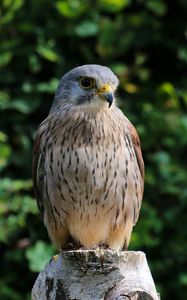 Preview wallpaper bird, beak, feathers, predator