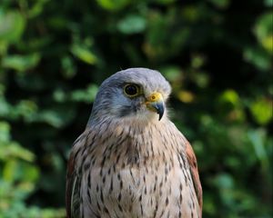 Preview wallpaper bird, beak, feathers, predator