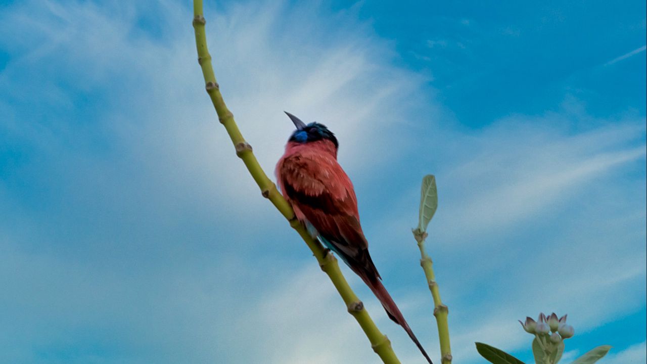 Wallpaper bird, beak, feathers, branch