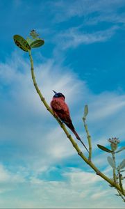 Preview wallpaper bird, beak, feathers, branch