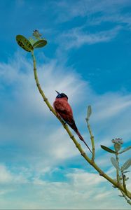 Preview wallpaper bird, beak, feathers, branch