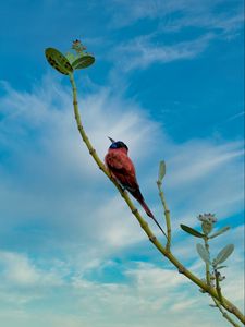 Preview wallpaper bird, beak, feathers, branch