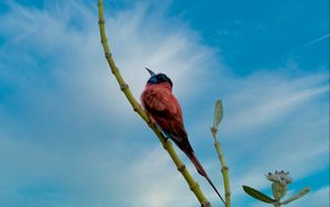 Preview wallpaper bird, beak, feathers, branch