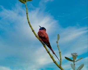 Preview wallpaper bird, beak, feathers, branch