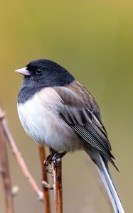 Preview wallpaper bird, beak, feathers, tree