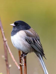 Preview wallpaper bird, beak, feathers, tree